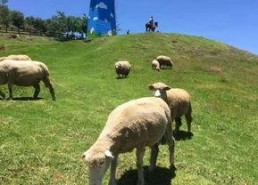 青青草原国产,绿色生态与和谐发展的奇迹之旅